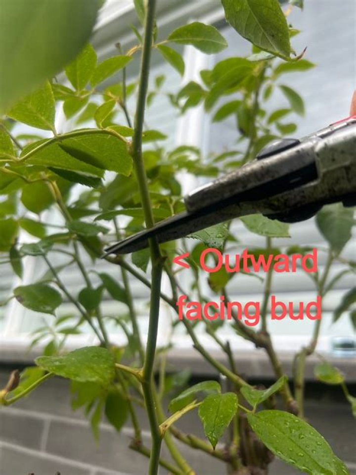 What is an outward facing bud?