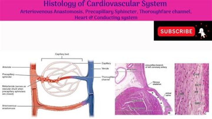What is anastomosing channel system?