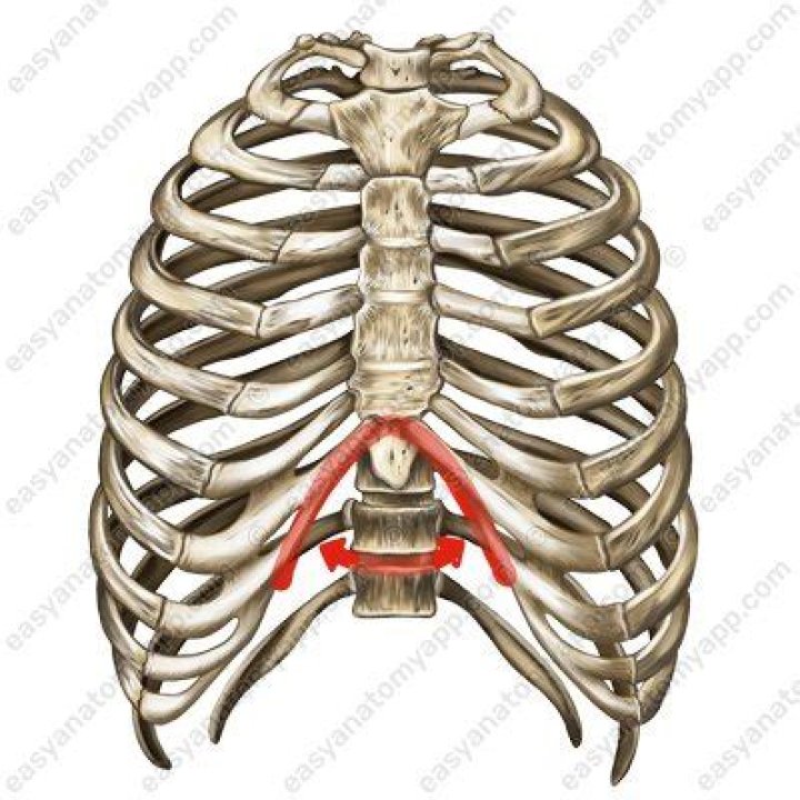 What is angulus infrasternalis?