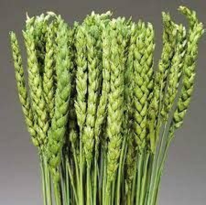 What is beardless wheat?