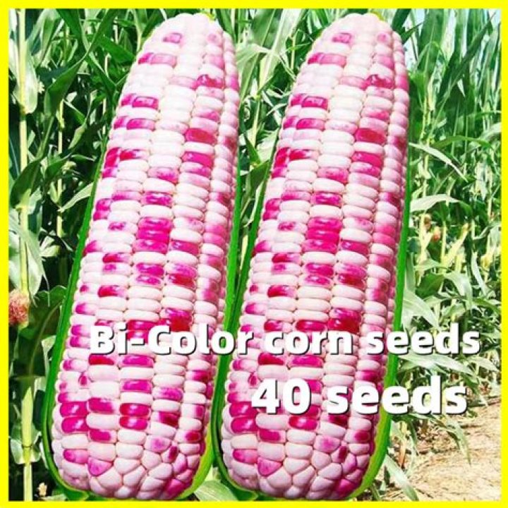 What is bi colored corn?