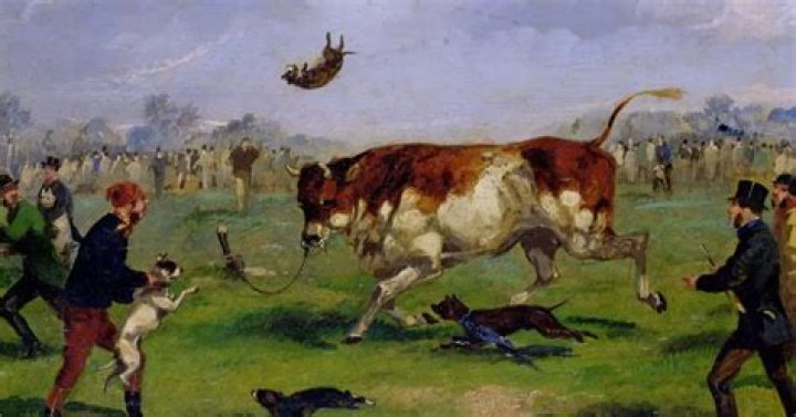 What is bull baiting?