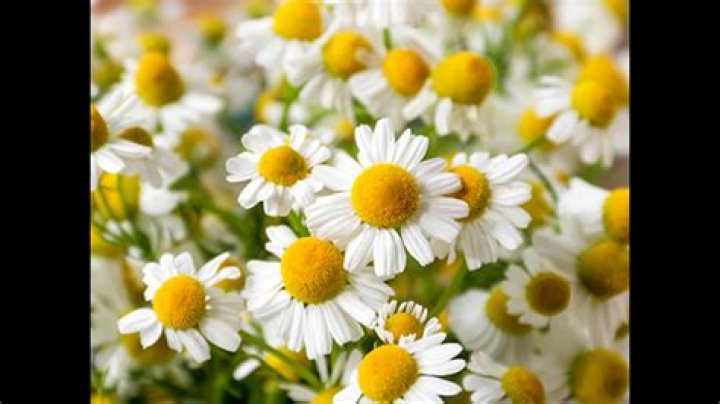 What is chamomilla used for in homeopathy?