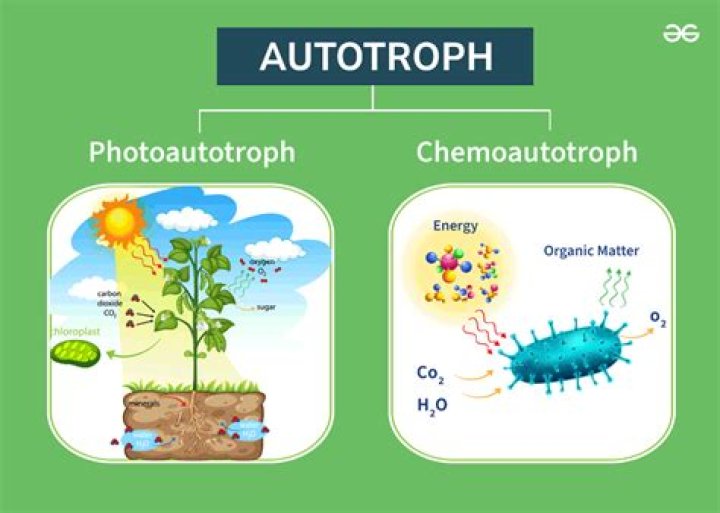What is chemosynthetic autotrophic?