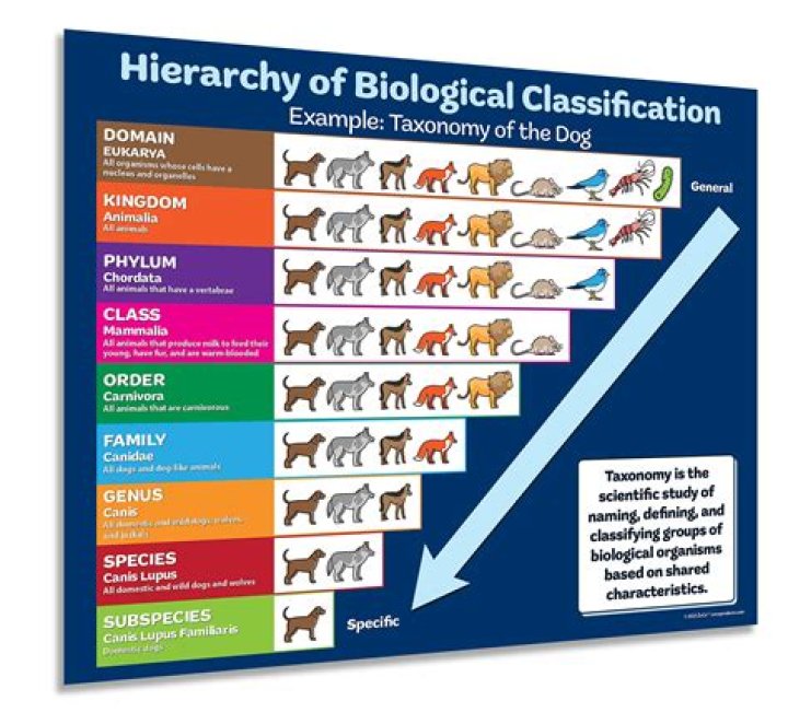 What is chemotaxonomy in biology?