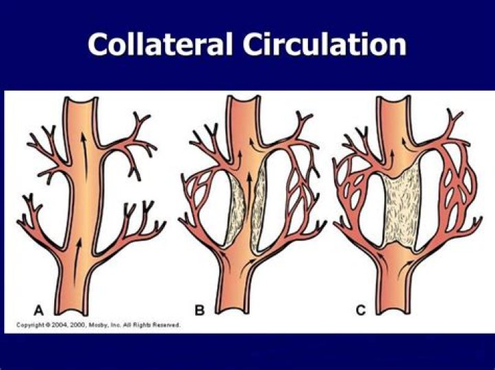 What is collateral circulation?