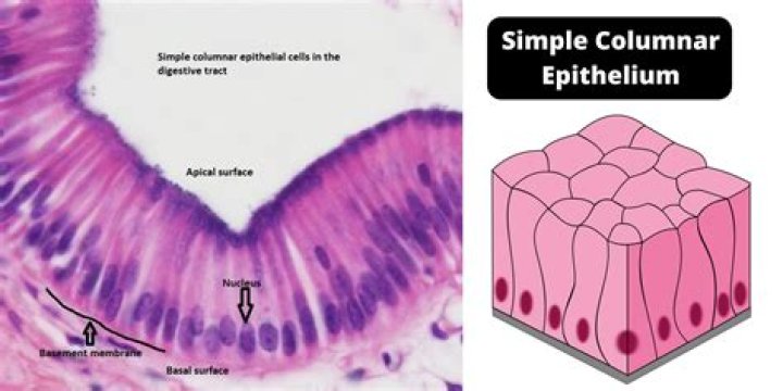 What is columnar epithelial cells?