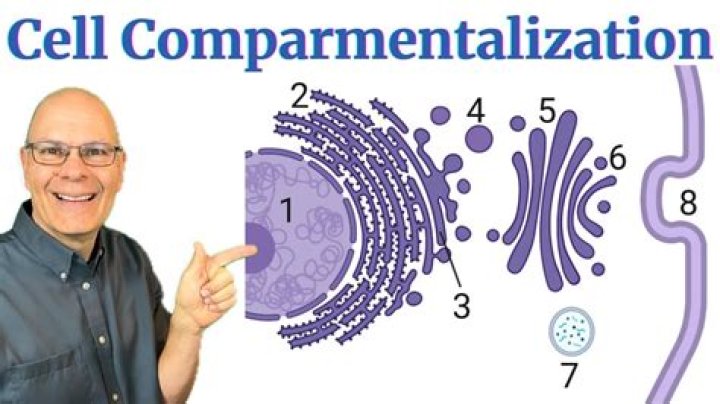 What is compartmentalization in cells?