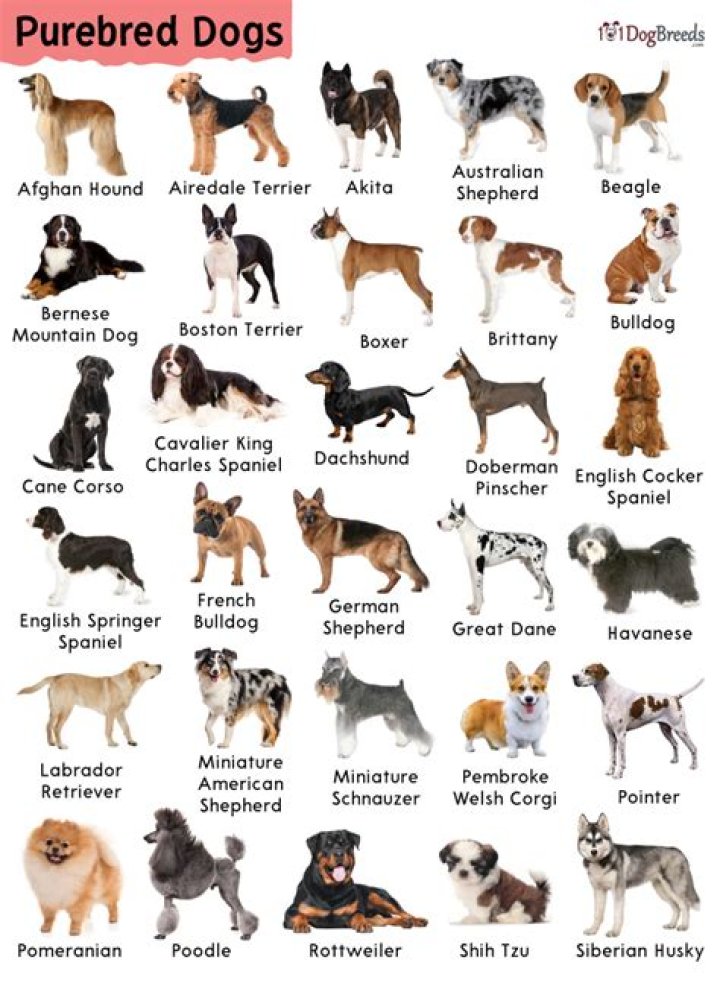 What is considered a purebred?