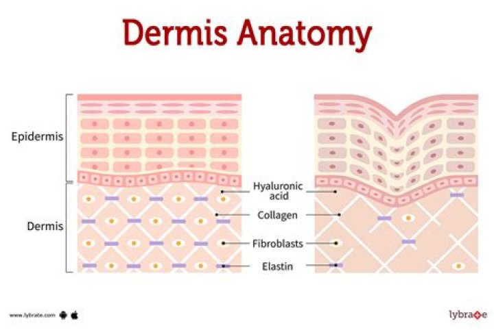 What is corium skin?