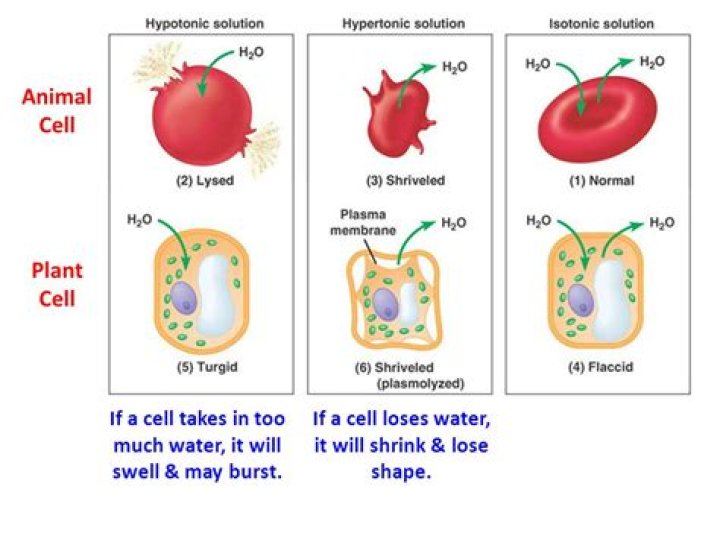 What is crenated cell?