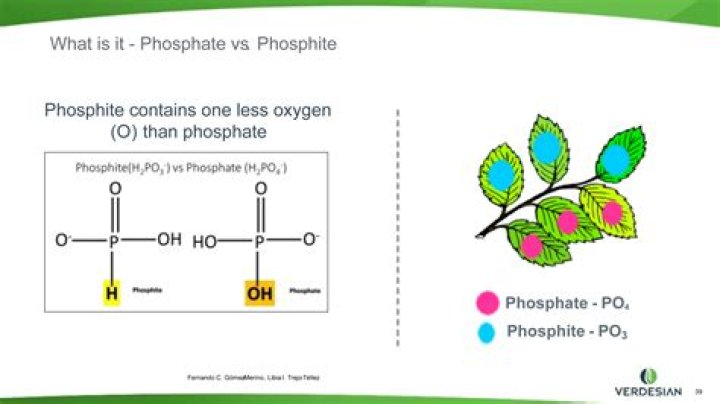 What is dicalcic phosphate?