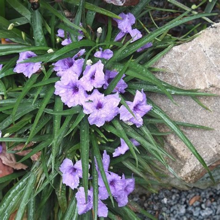 What is dwarf ruellia?