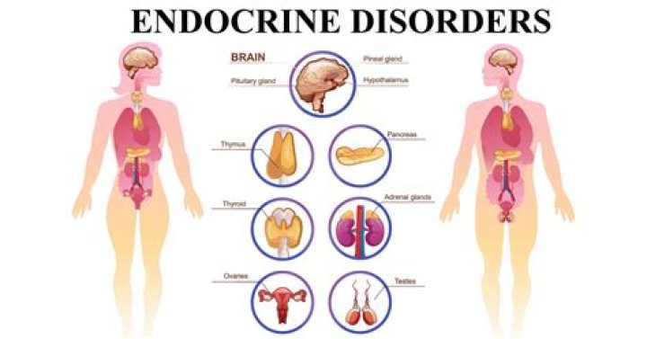 What is endocrinology the study of?