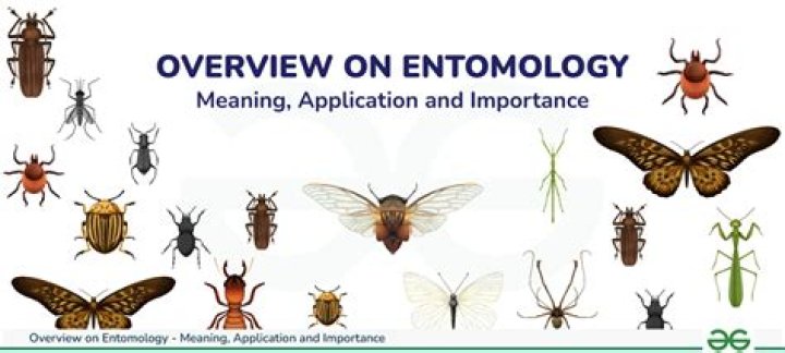 What is entomological surveillance?