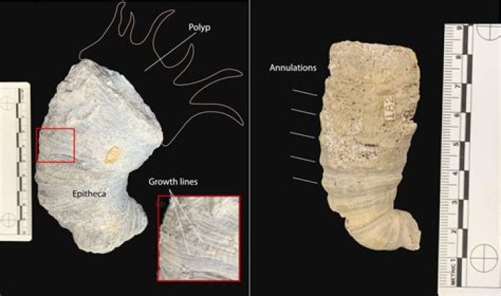 What is epitheca and hypotheca?