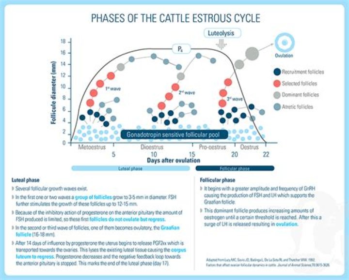 What is estrous cycle in cattle?