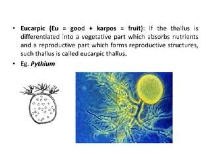What is eucarpic fungi?