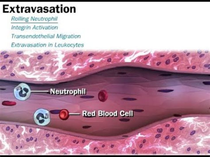 What is extravasated erythrocytes?