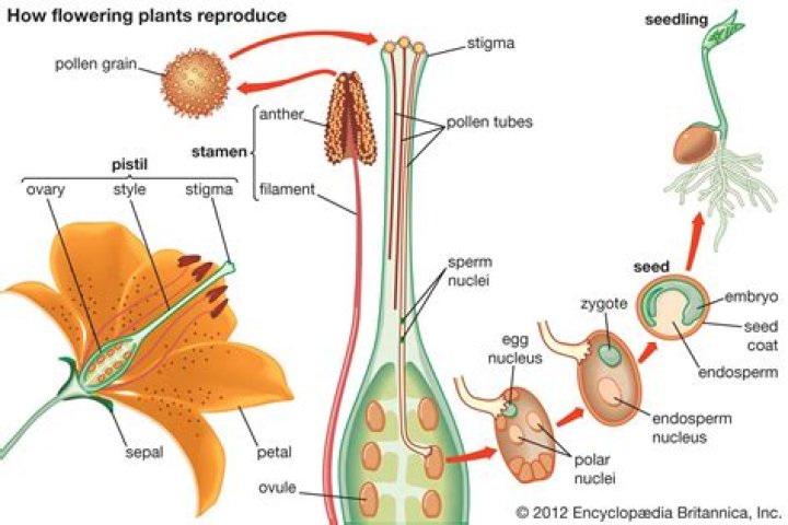What is flower reproduction?