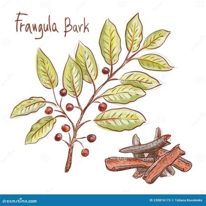 What is frangula bark?