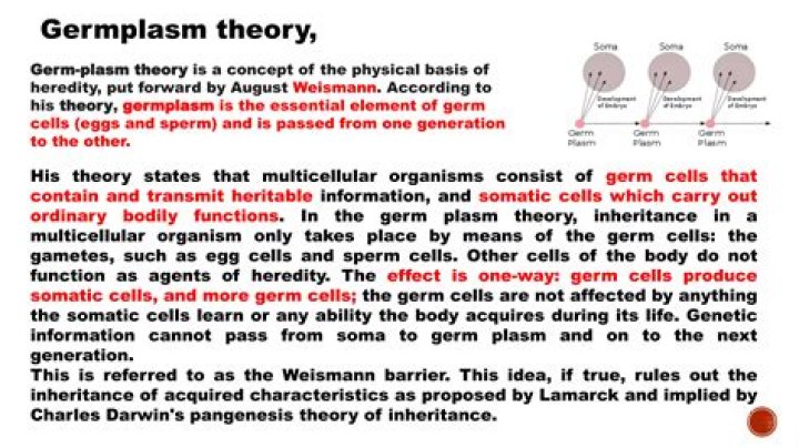 What is germ plasm theory?