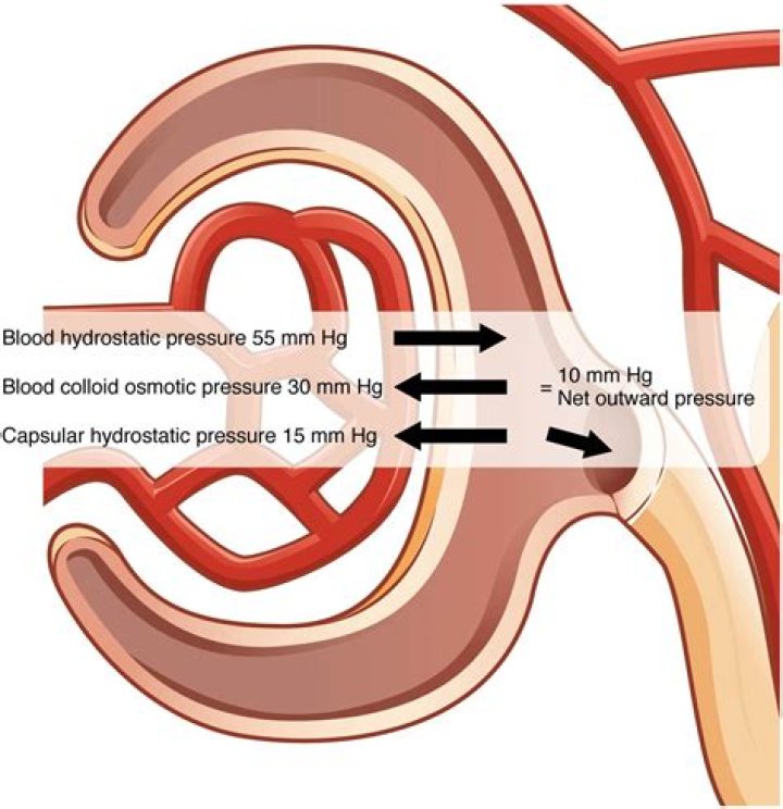 What is glomerular hydrostatic pressure?