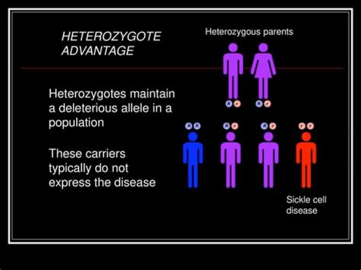What is heterozygote advantage?