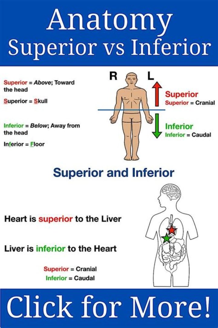 What is inferior and superior ovary?