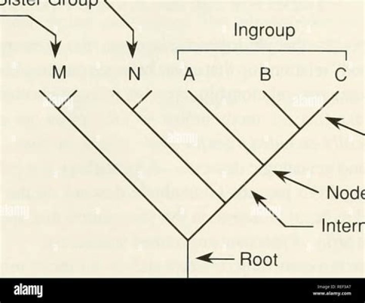 What is ingroup and outgroup?