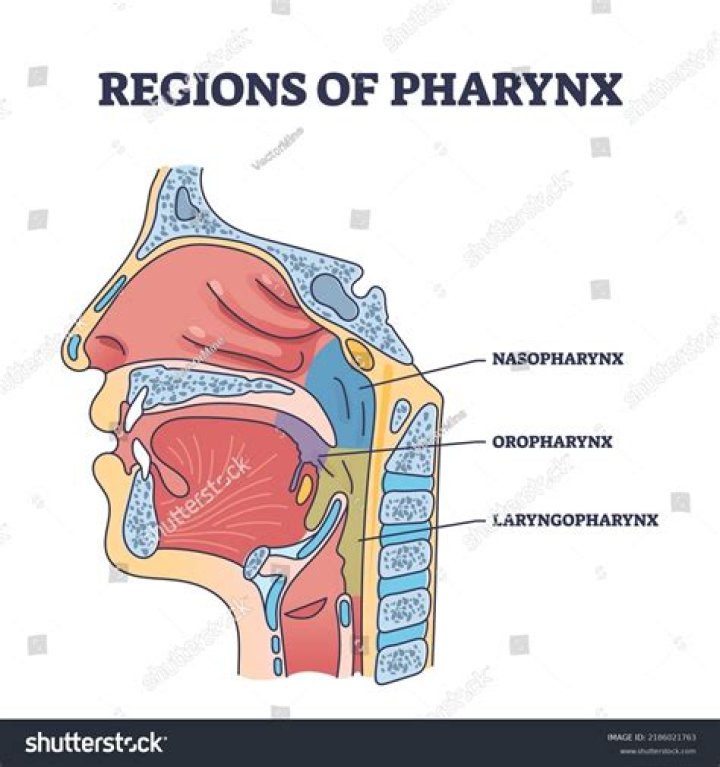 What is located in the pharynx?