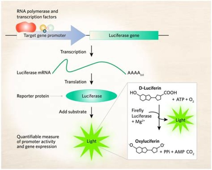 What is luciferase gene?