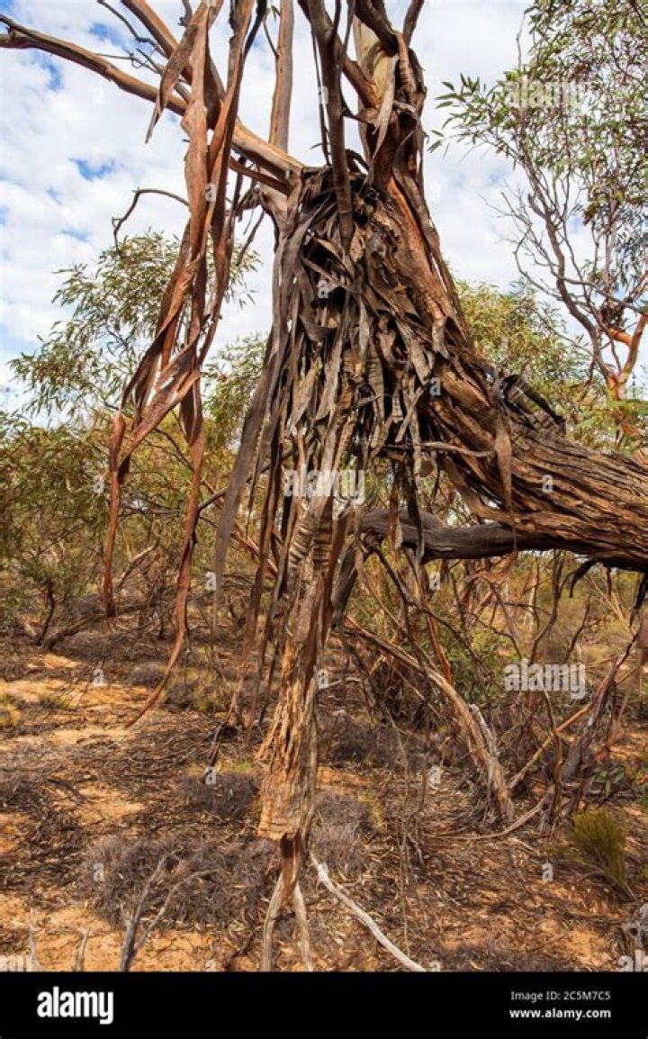What is mallee wood?