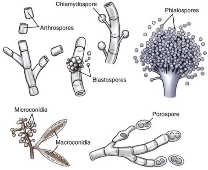 What is meant by arthrospore?