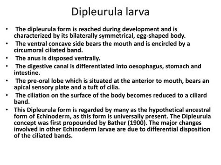 What is meant by dipleurula larva?