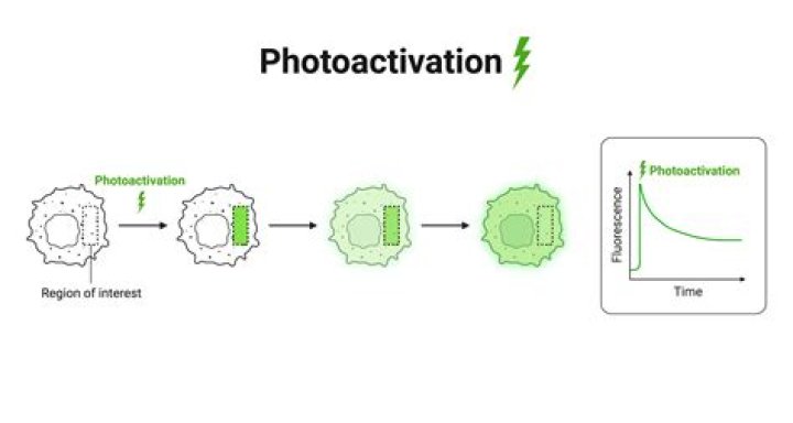 What is meant by photoreactivation?