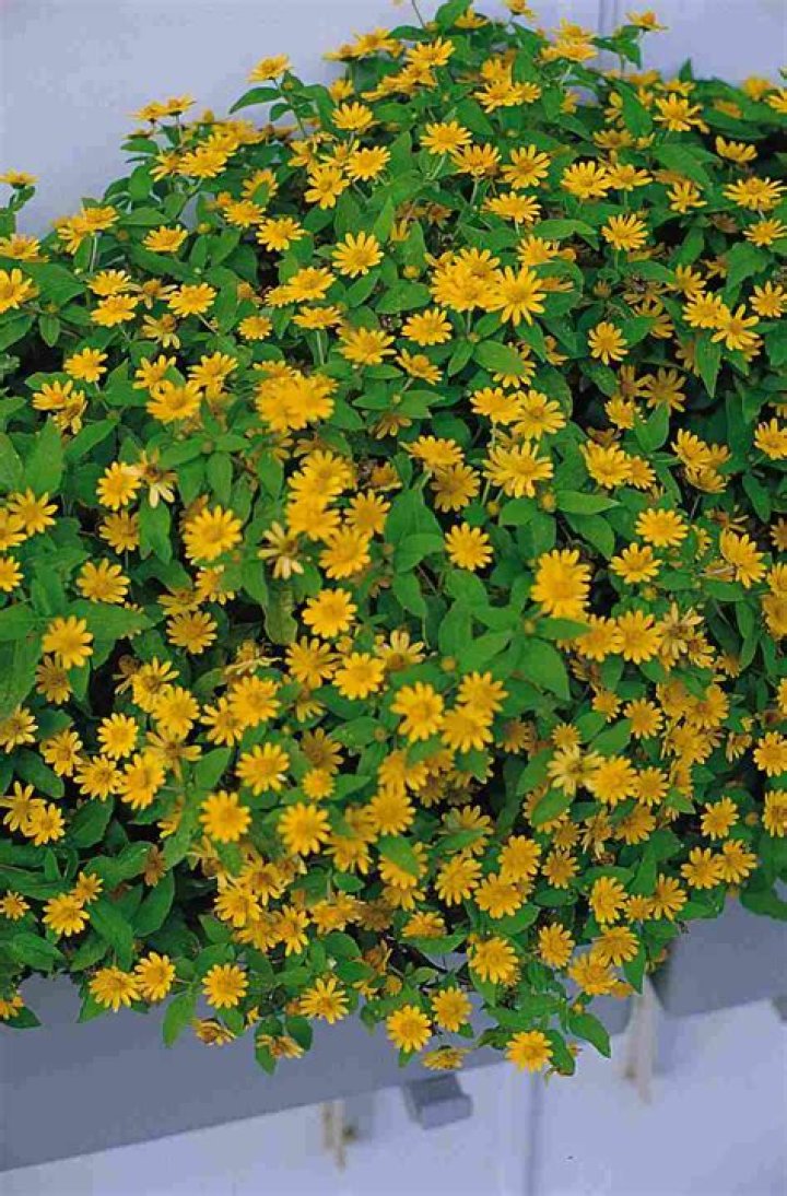 What is melampodium paludosum?