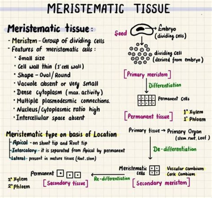 What is meristematic tissue explain its types?