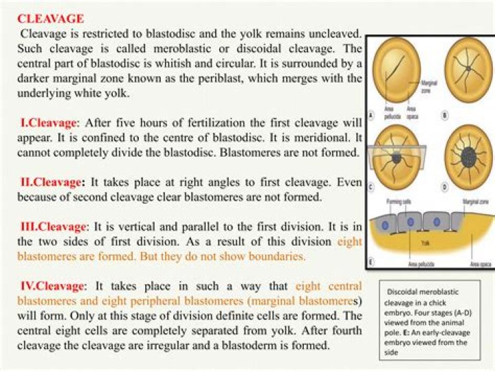 What is meroblastic cleavage definition?