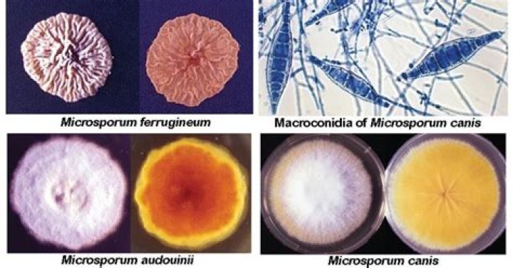 What is microsporum canis in dogs?