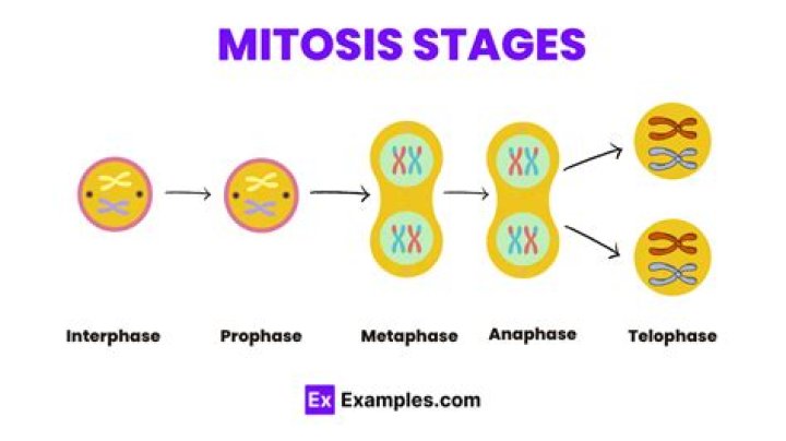 What is mitosis definition?