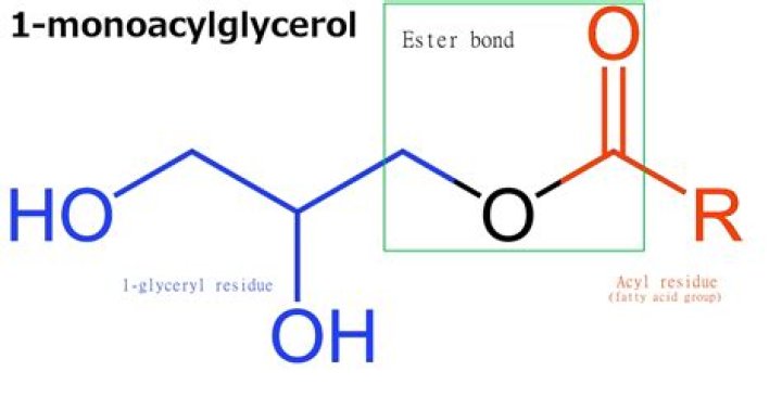 What is monoglyceride diglyceride?