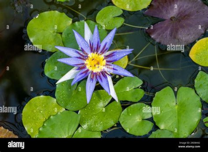 What is nymphaea caerulea?