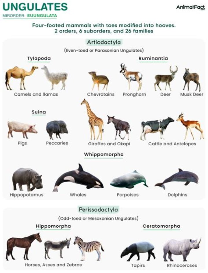 What is odd-toed ungulate mean?
