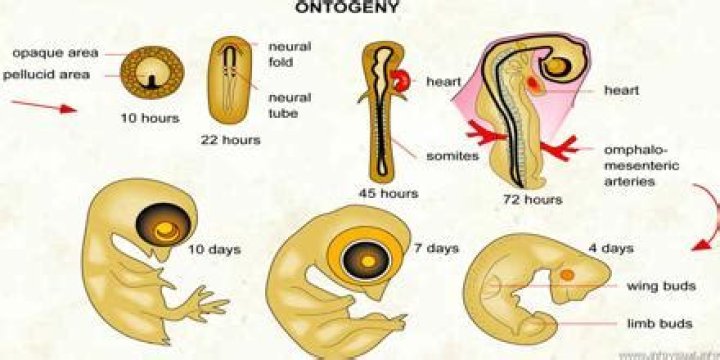 What is ontogeny in biology?