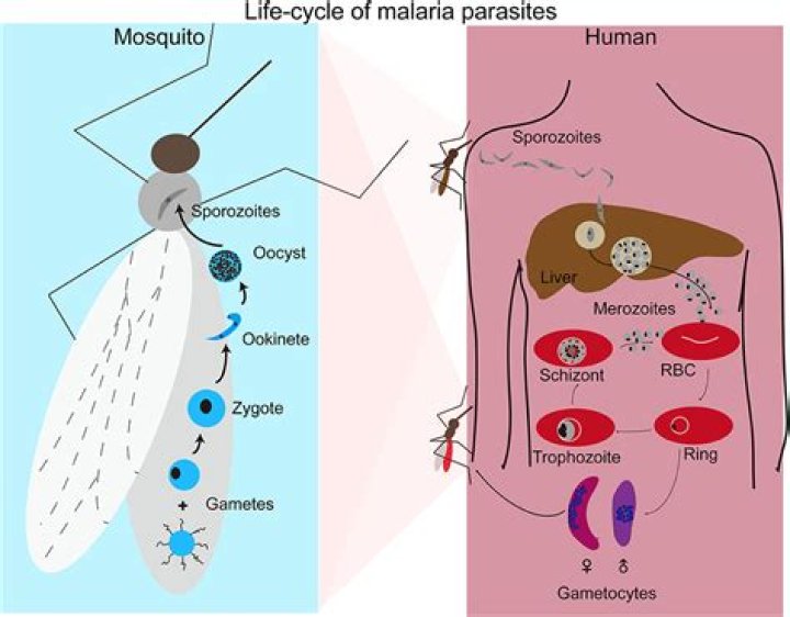 What is oocyst in malaria?