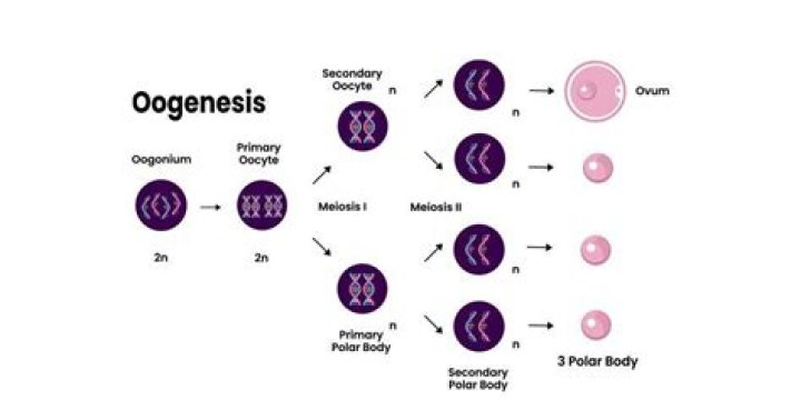 What is oogenesis where does it occur?
