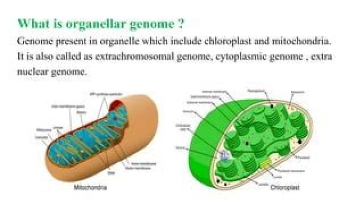 What is organellar genome?