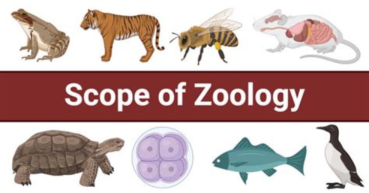 What is perisarc zoology?