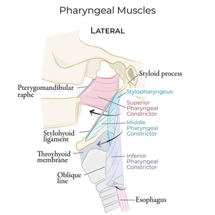 What is pharyngeal demulcents?